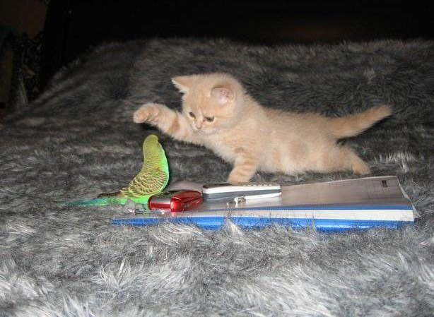 A cat and a bird A cat and a bird