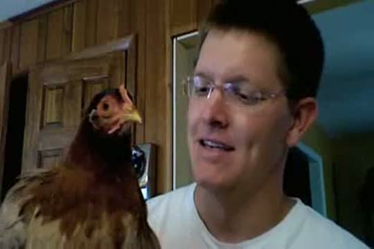 Hühnerkopf Stabilisation Hühnerkopf Stabilisation