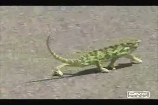 Chameleon hat Stil Chameleon hat Stil