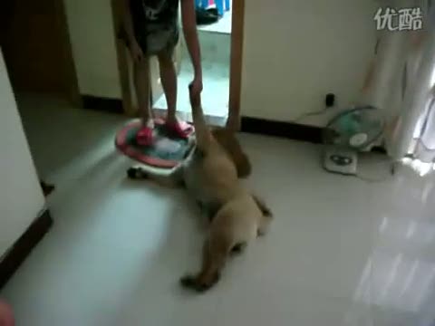 Hund spielt tot anstatt zu baden