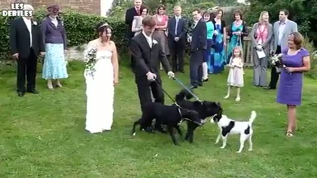 Hund pisst die Braut an