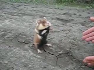 Leicht aggressiver Hamster Leicht aggressiver Hamster