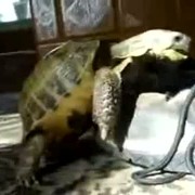 Schildkröte mach liebe mit einem Stiefel