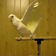 The Dubstep Bird
